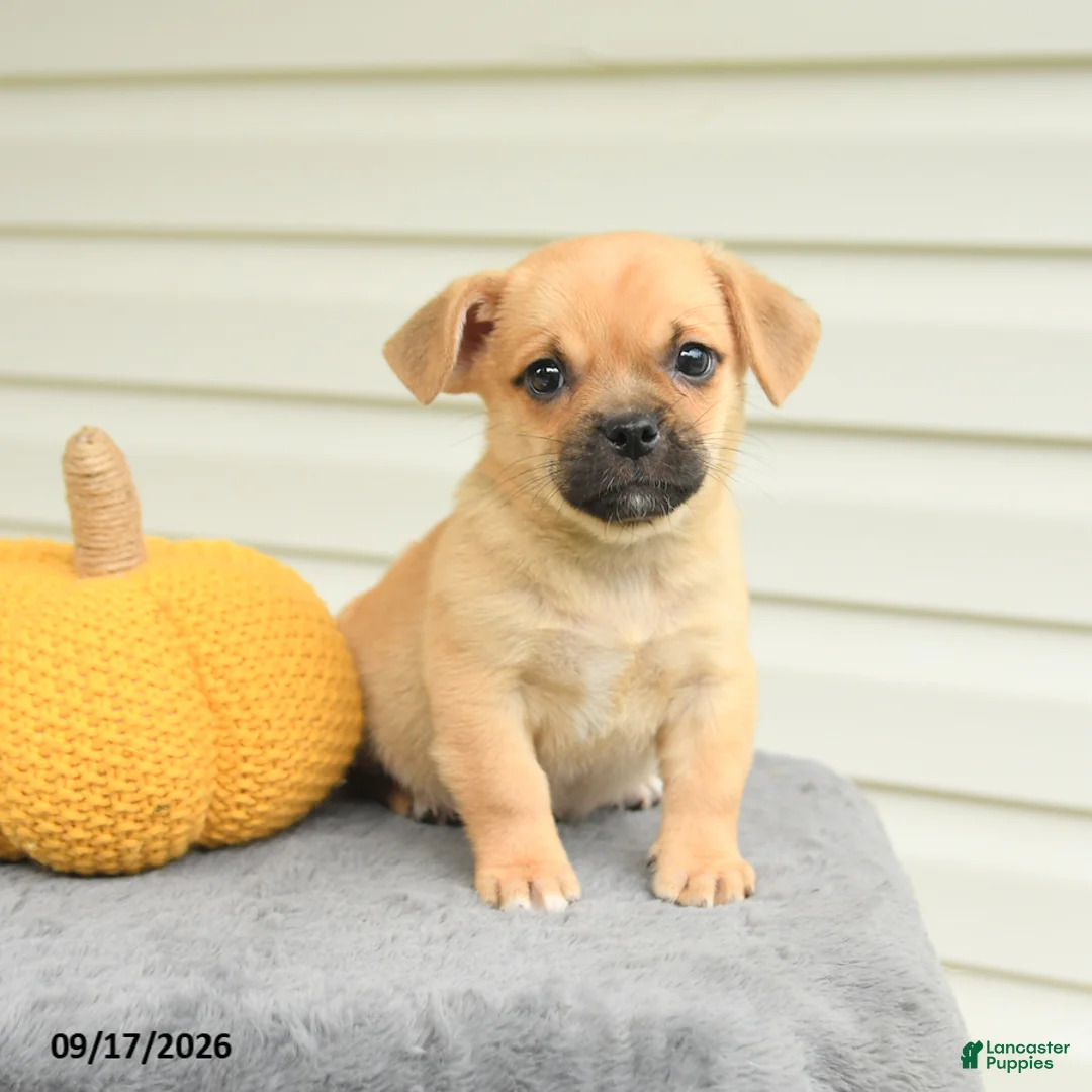 Mixed Breed dogs for sale: Scott - Ad 1