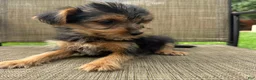 Yorkshire Terrier dogs for sale: Carl - Ad 6