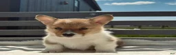 Welsh Corgi Pembroke dogs for sale: Jenny Welsh Corgi Pembroke Puppy  - Ad 1