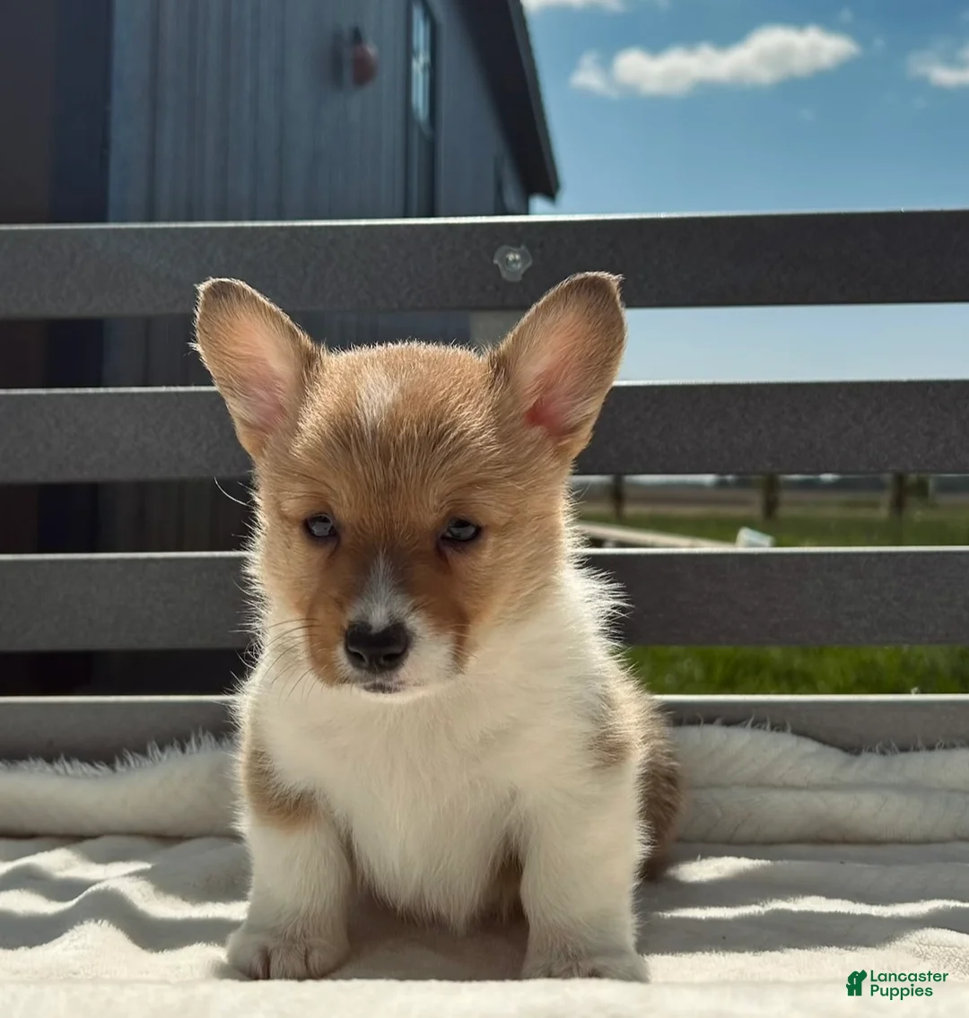 Welsh Corgi Pembroke dogs for sale: Jenny Welsh Corgi Pembroke Puppy  - Ad 1