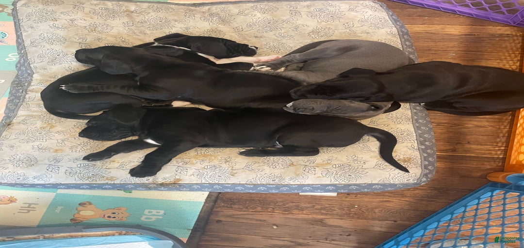 Gallery Image {{count}}