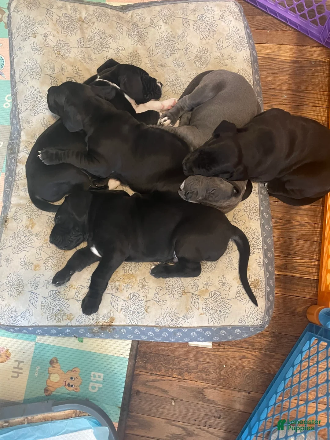 Gallery Image {{count}}