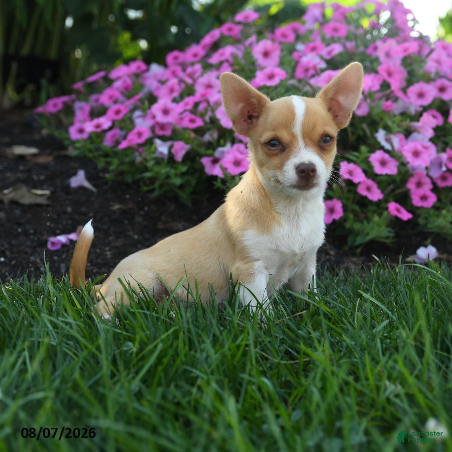 Chihuahua dogs Novak - Ad 2