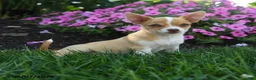 Chihuahua dogs for sale: Novak - Ad 2
