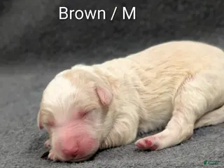 Sheepadoodle dogs for sale: Brown collar - Ad 4