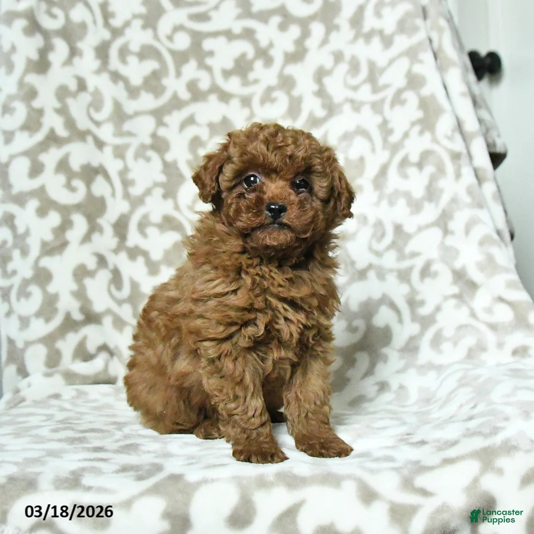 Miniature Poodle dogs for sale: Rusty - Ad 2