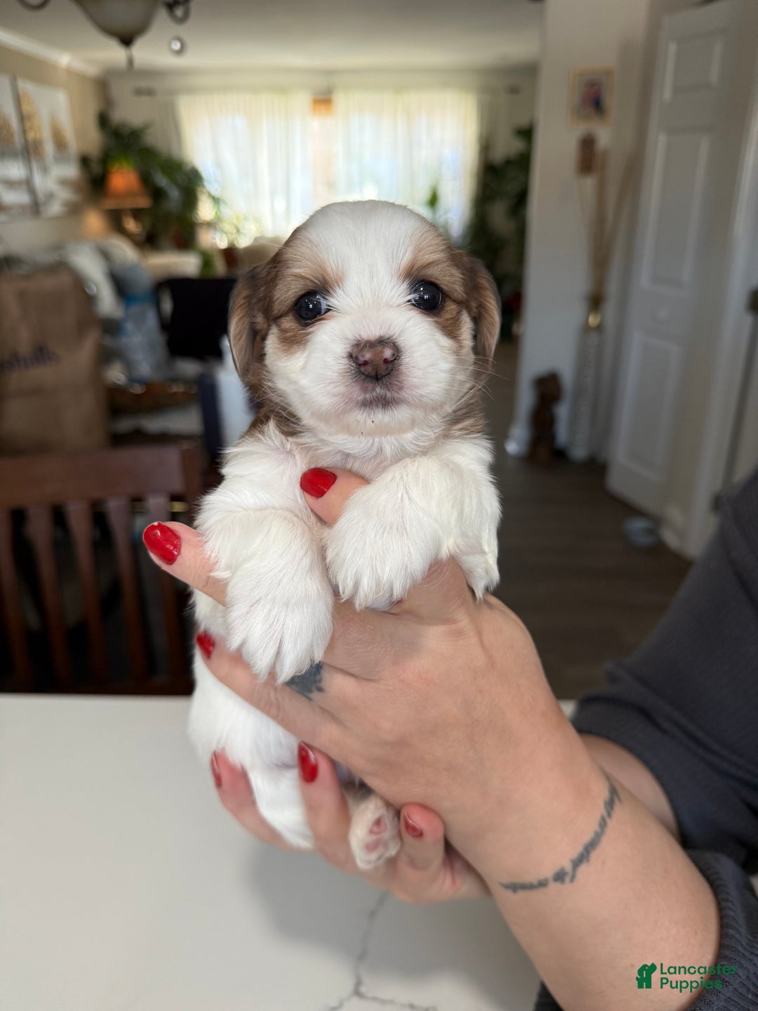 Shorkie dogs for sale: Shorkie Puppy 4 Blessy - Ad 1