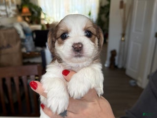 Shorkie dogs Shorkie Puppy 4 Blessy - Ad 17