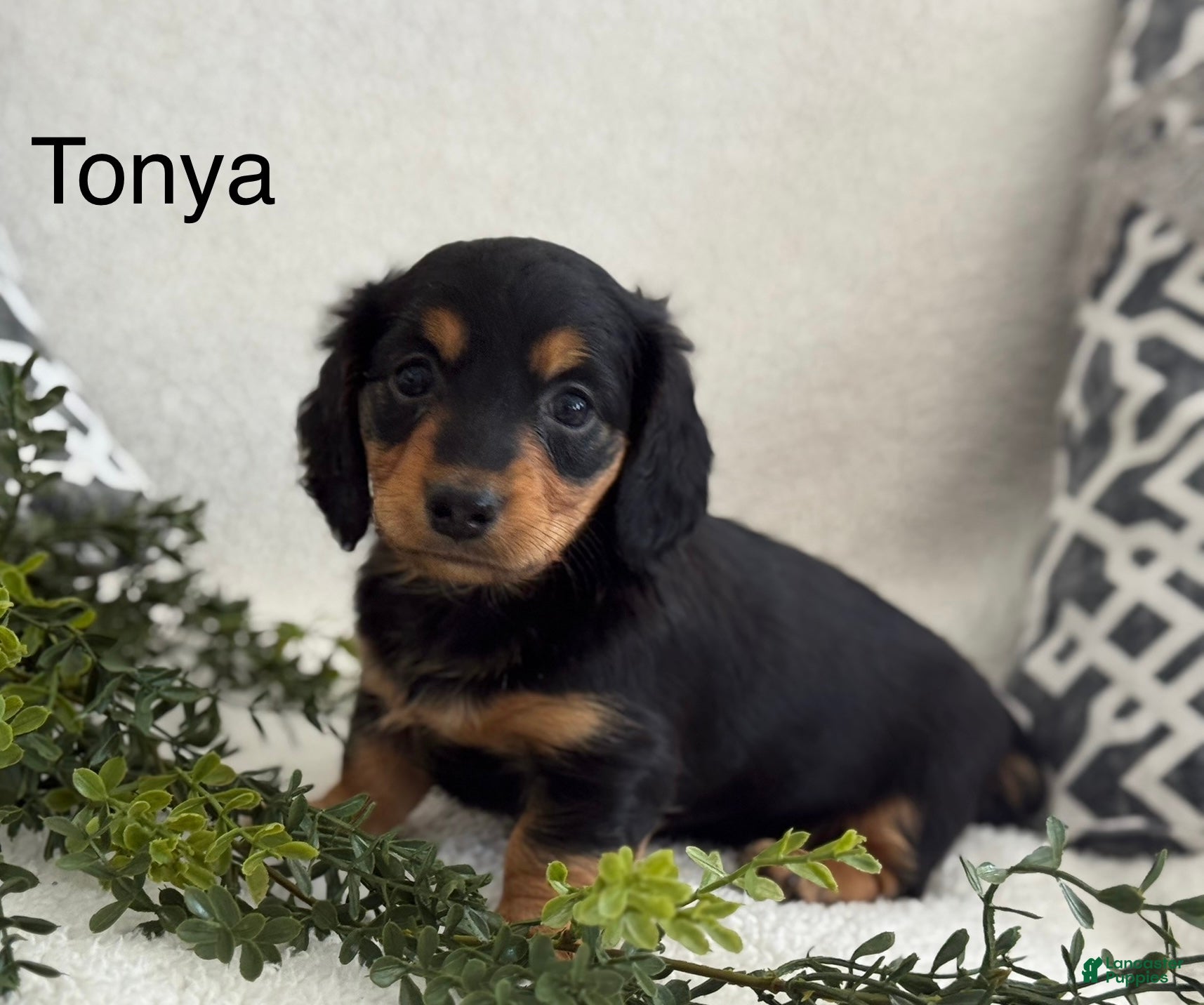 Miniature Dachshund dogs Tonya - Ad 42