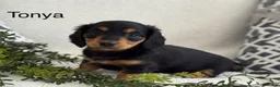 Miniature Dachshund dogs for sale: Tonya - Ad 1