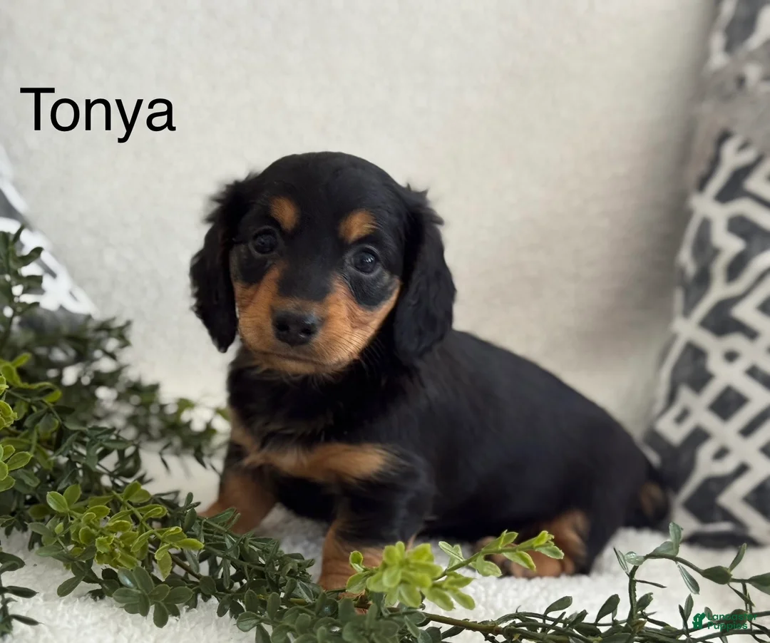 Miniature Dachshund dogs for sale: Tonya - Ad 1