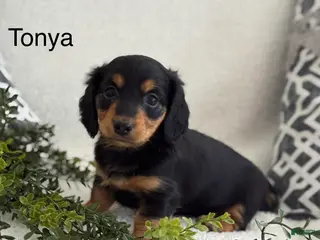 Miniature Dachshund dogs Tonya - Ad 42