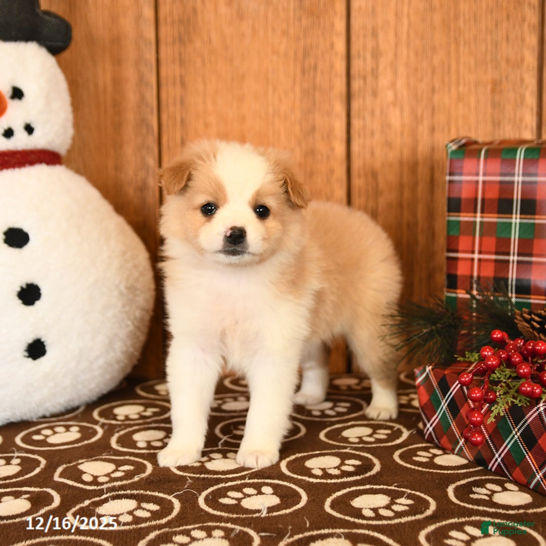 Miniature Australian Shepherd dogs for sale: Jemma - Ad 2