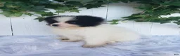 Pomeranian dogs for sale: Ollie  - Ad 4