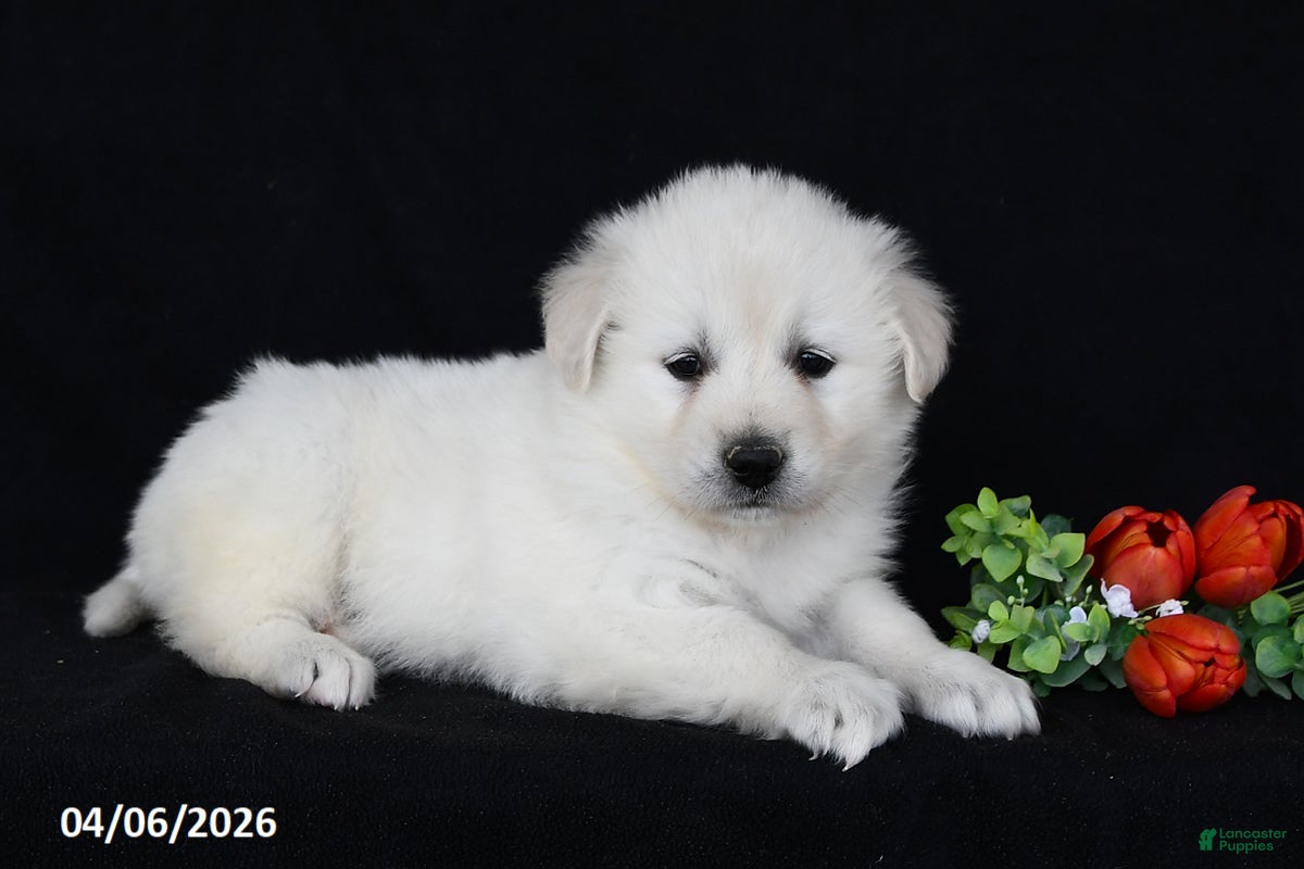 Golden Retriever dogs Daisy - Ad 2