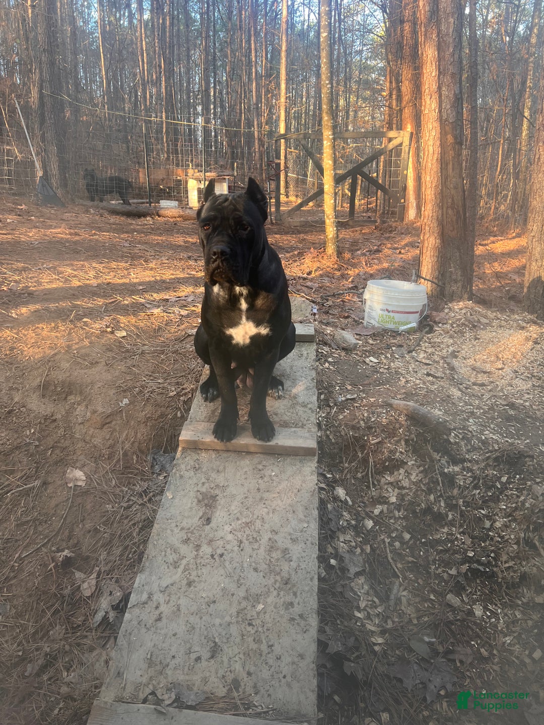 Cane Corso dogs for sale: Cane Corso Puppy 5 - Ad 2