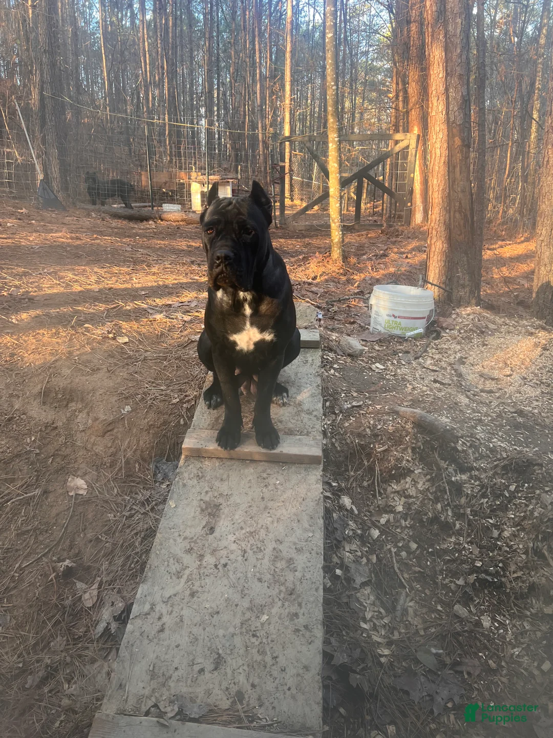 Cane Corso dogs for sale: Cane Corso Puppy 3 - Ad 2