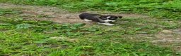 Welsh Corgi Pembroke dogs for sale: Welsh Corgi Pembroke 5 - Ad 4
