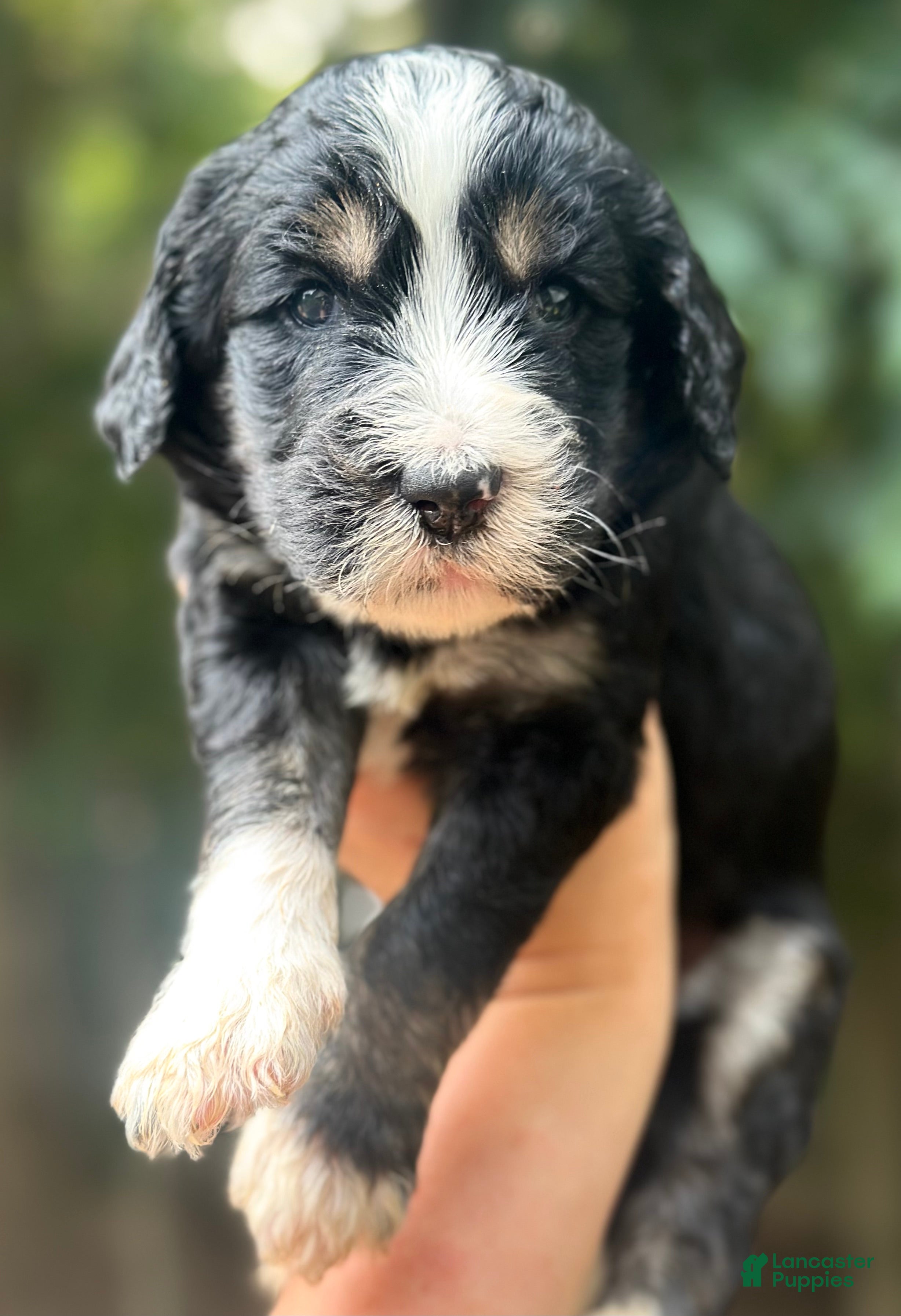 Bernedoodle dogs Female #2 - Ad 1