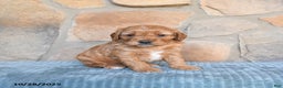 Cavapoo dogs for sale: Forest - Ad 6