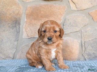 Cavapoo dogs - Ad 34