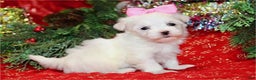 Maltese dogs for sale: Maltese Puppy 3 - Ad 2