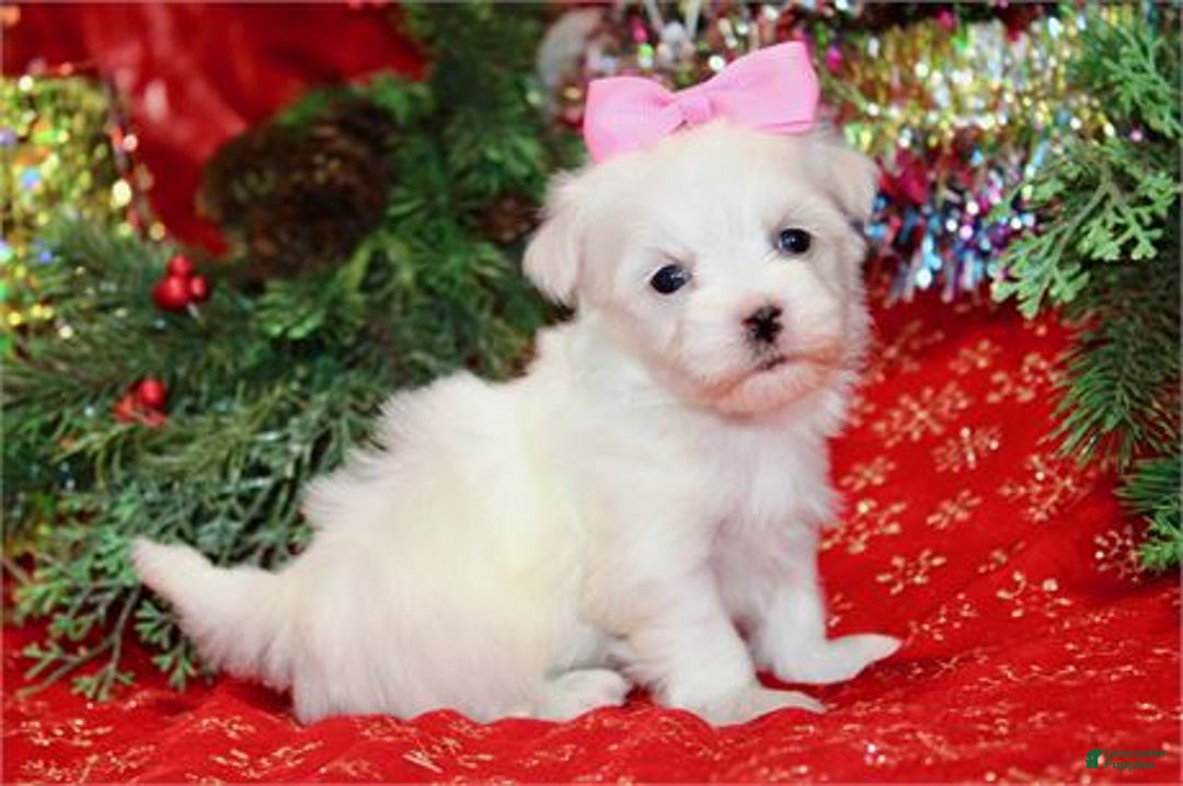 Maltese dogs for sale: Maltese Puppy 3 - Ad 2