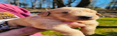 Golden Retriever Puppy 7