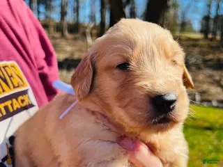 Golden Retriever dogs Golden Retriever Puppy 7 - Ad 21