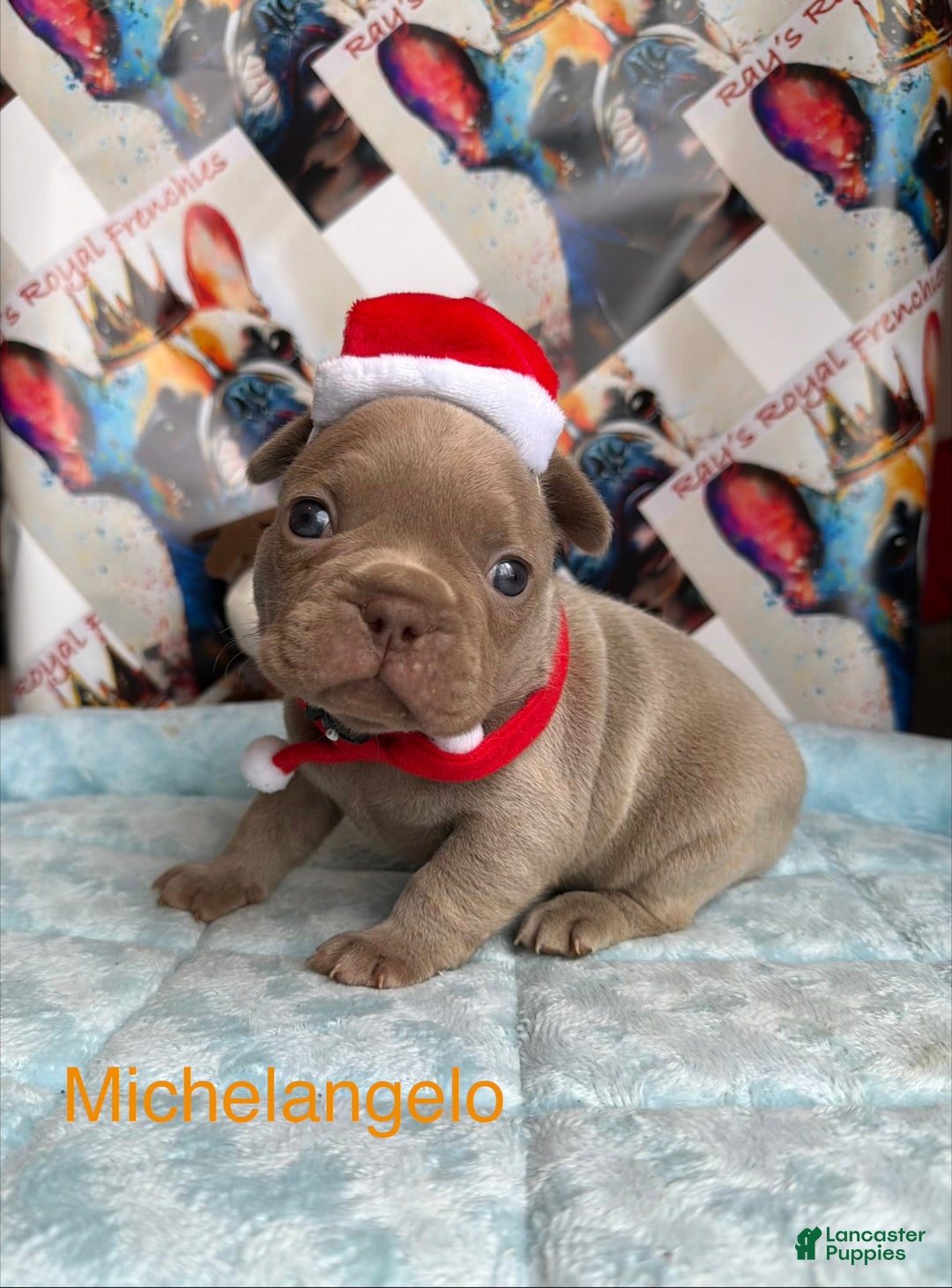 French Bulldog dogs for sale: Michelangelo - Ad 1