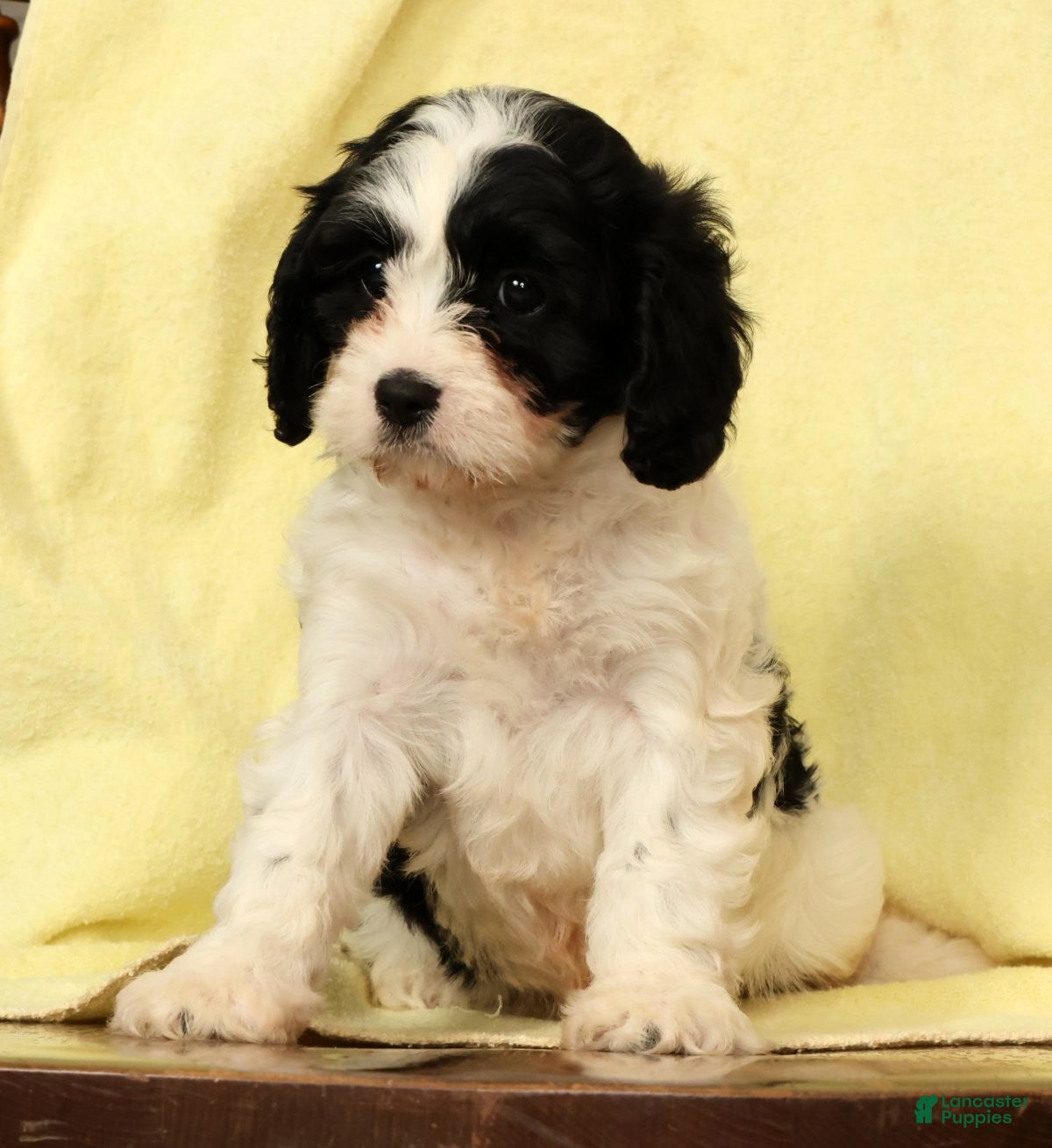 Cavapoo dogs Betsy - Ad 2