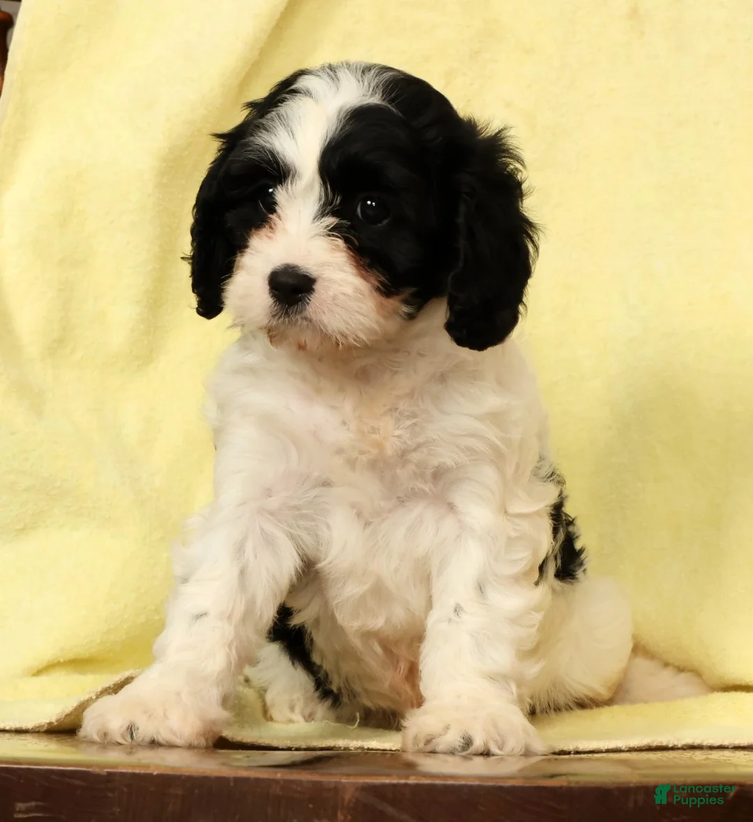 Cavapoo dogs for sale: Betsy - Ad 2