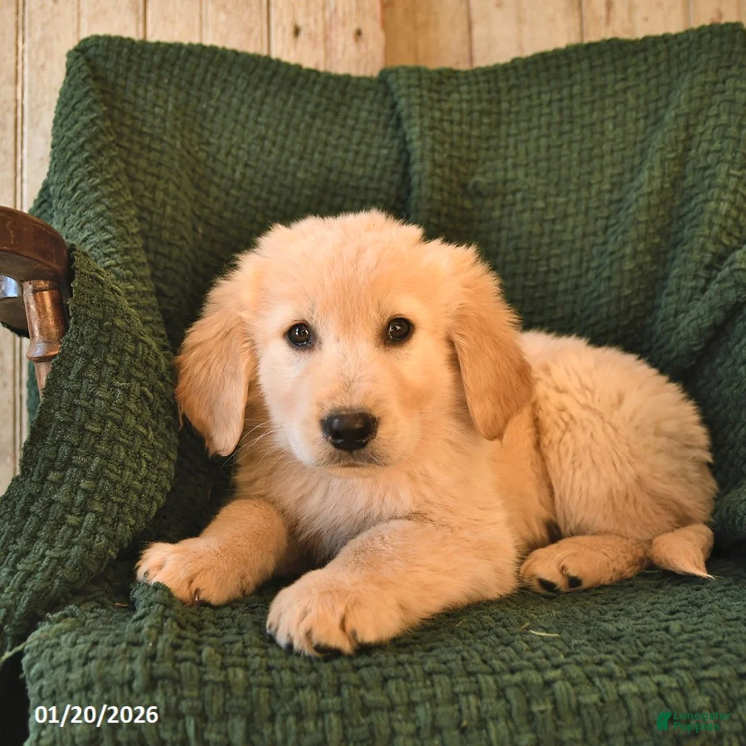 Mixed Breed dogs for sale: Coal  - Ad 3