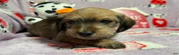 Mixed Breed dogs for sale: Clearance  - Ad 2