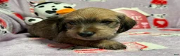 Mixed Breed dogs for sale: Clearance  - Ad 2