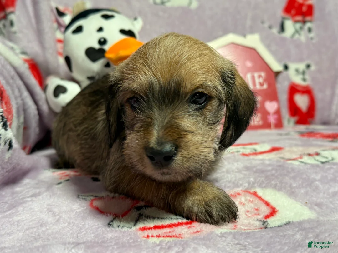 Mixed Breed dogs for sale: Clearance  - Ad 2
