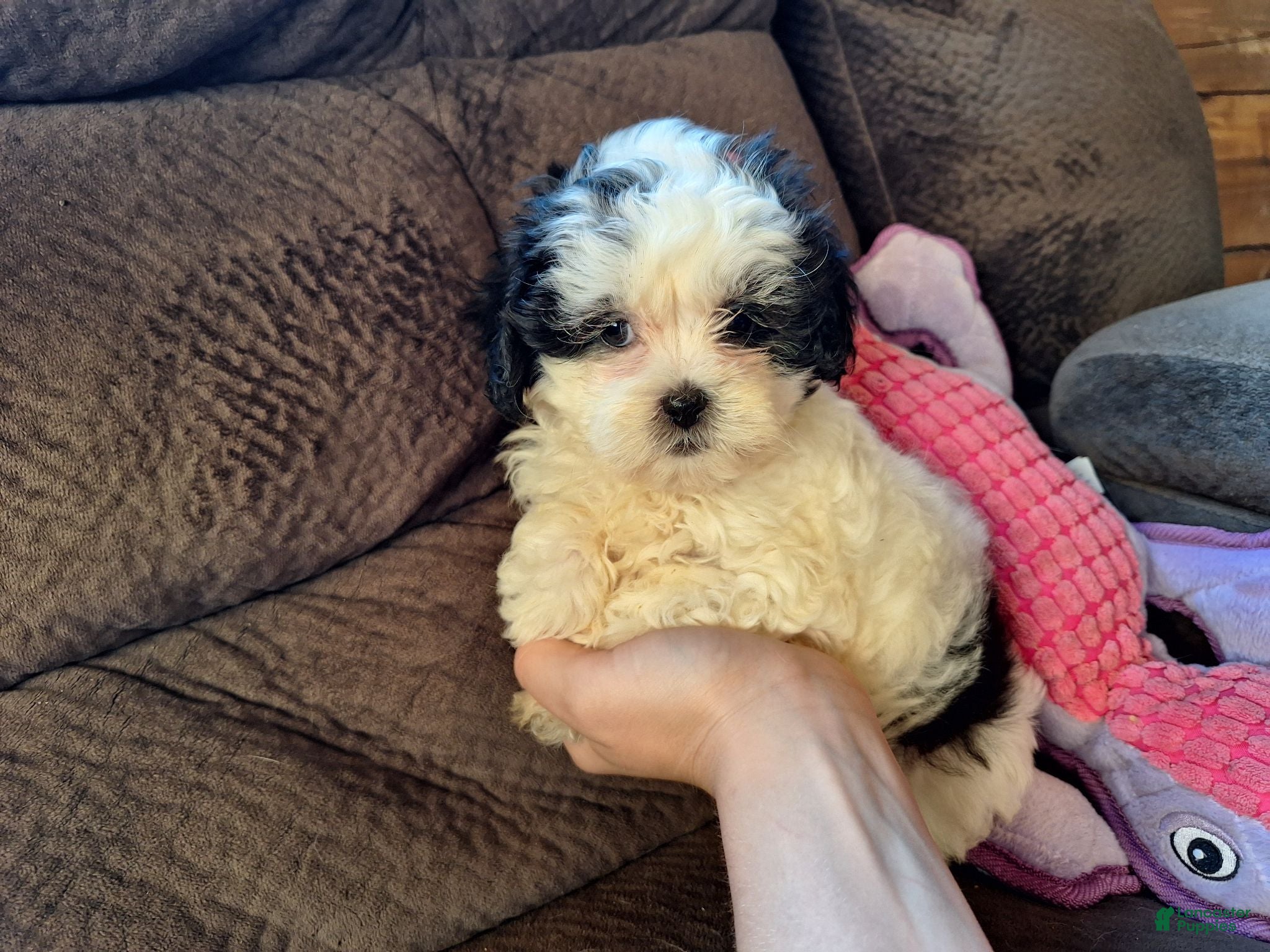 Teddy Bear dogs Rixy - Ad 2