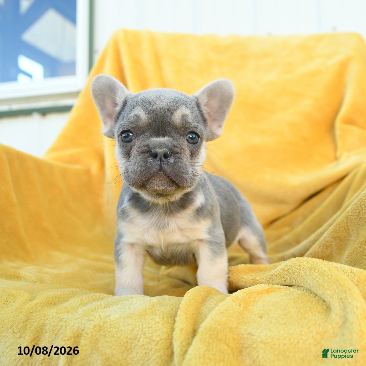 French Bulldog dogs for sale: Felix - Ad 2