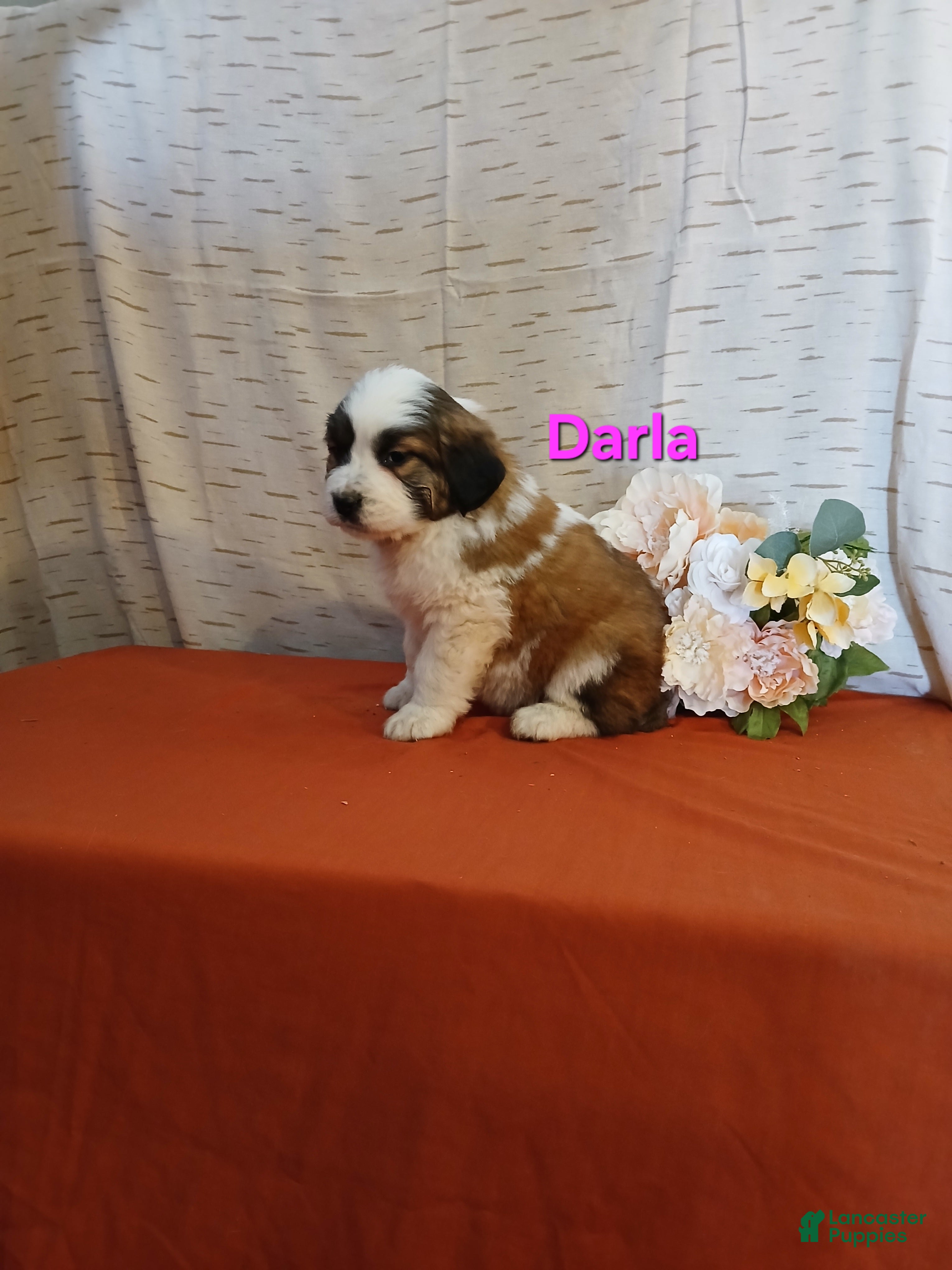 Saint Bernard dogs Darla - Ad 30