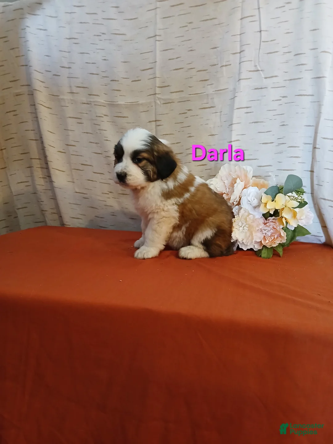 Saint Bernard dogs for sale: Darla - Ad 1