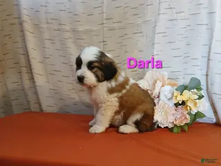 Saint Bernard dogs Darla - Ad 30