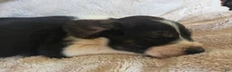 Puggle dogs for sale: Bruiser - Ad 3