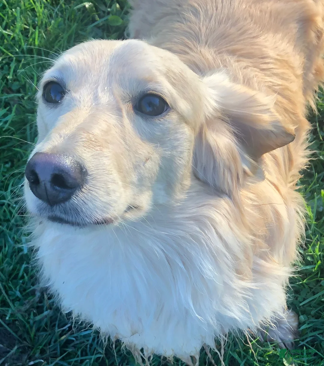 Miniature Dachshund dogs for sale: AKC Adult Male Stud (Full-rights) - Ad 2