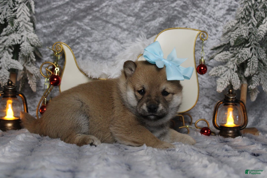 Shiba Inu dogs for sale: Coniac - Ad 7
