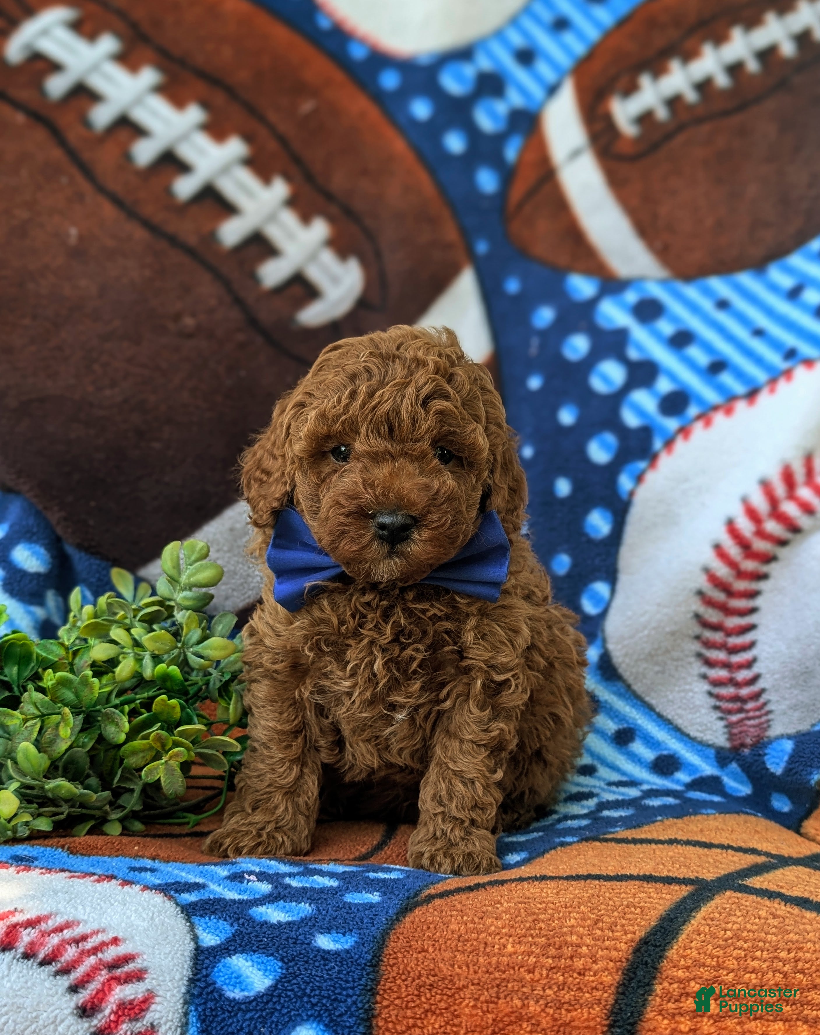 Miniature Poodle dogs Reilly - Ad 2