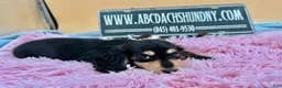 Miniature Dachshund dogs for sale: Carrie’s chocolate  will be 6 lbs - Ad 7