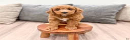 Mini Goldendoodle dogs for sale: Amber - Ad 5