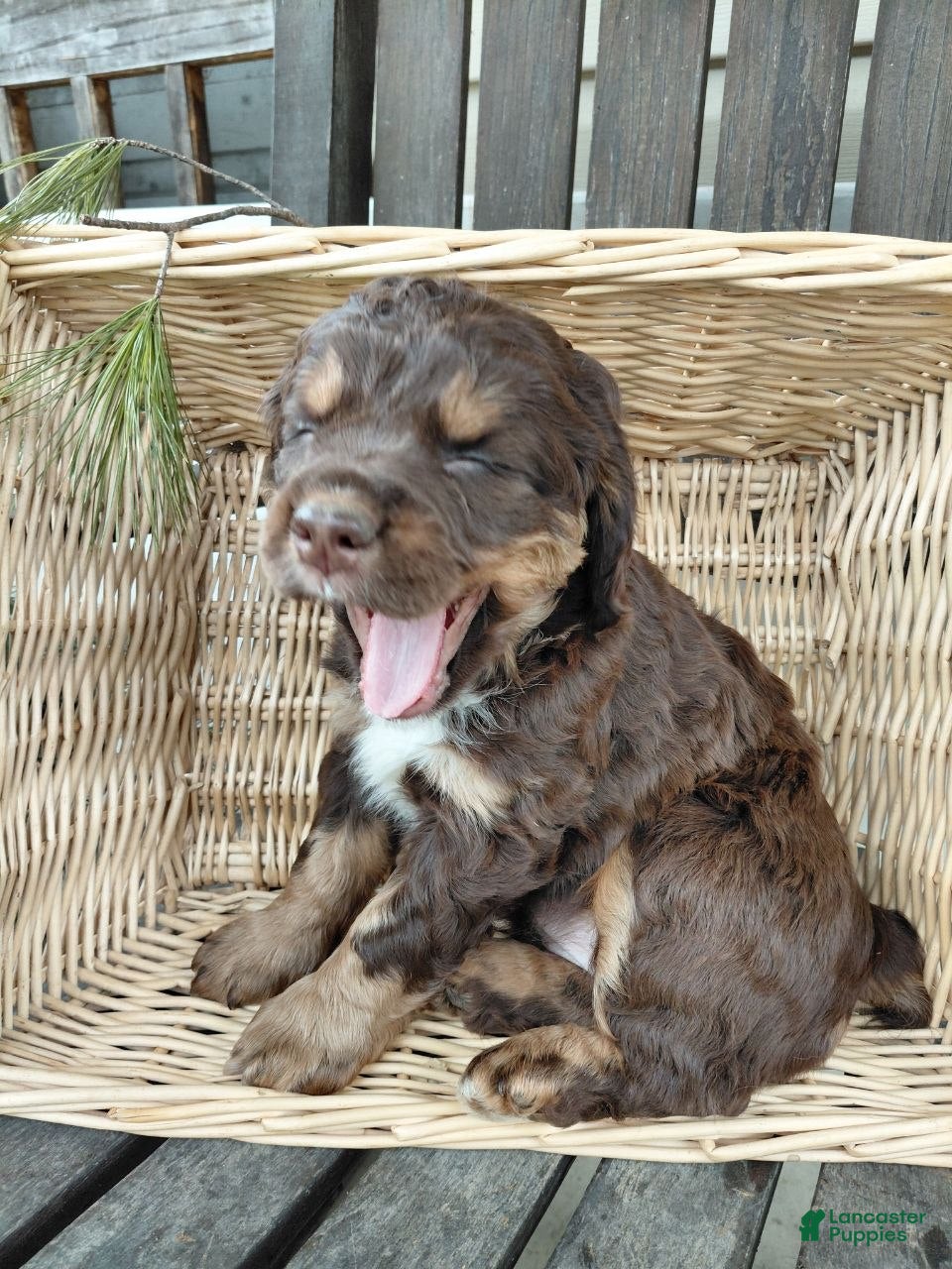 Mixed Breed dogs Stella - Ad 2