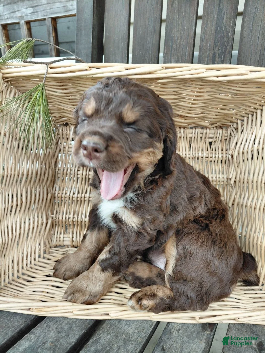 Mixed Breed dogs for sale: Stella - Ad 2