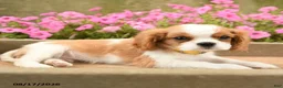 Cavalier King Charles Spaniel dogs for sale: Timmy - Ad 3